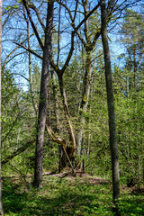 fresh green forest in spring with trees