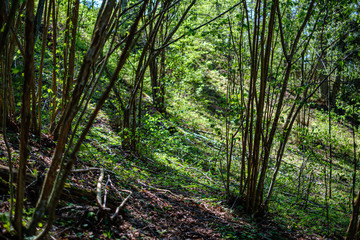 fresh green forest in spring with trees