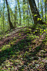 fresh green forest in spring with trees