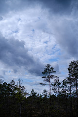 swamp landscape in spring with small pine trees