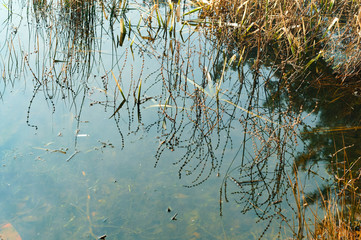 The reflection of vegetation in a forest pond. Vegetation on the shore of the pond.