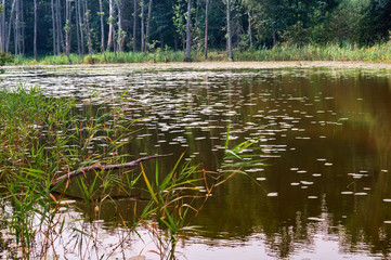 Wild picturesque wetland. Dead trees in the swamp.