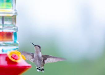 Hummingbird at Feeder