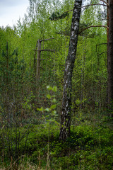 fresh green forest in spring with trees