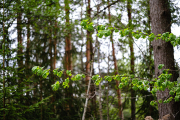 fresh green forest in spring with trees