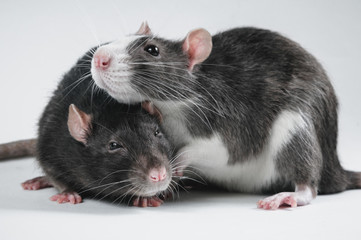 Two lovely tender ornamental rats of black and white color are friends and cuddle on a white background.