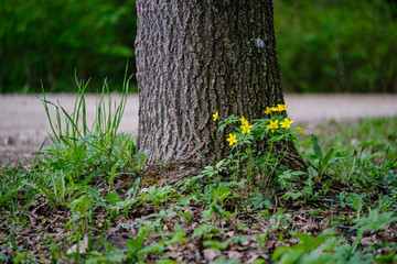 fresh green forest in spring with trees
