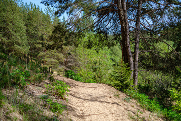fresh green forest in spring with trees