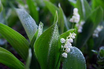 Obraz premium white Lily of the valley flowers in the garden, spring, close-up