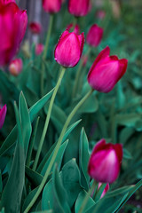 purple Tulip in the garden close-up