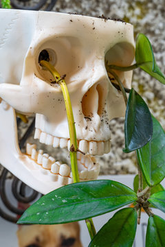 Totensch&auml;del als Blumengef&auml;ss