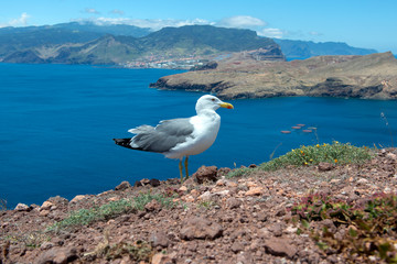 Seagull on Ponta de Sao Lourenco , Madeira, Portugal
