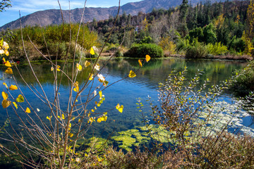 leaf of Populus nigra closeup. Yellow Leaf. autumn. transparent from the sun. against the lake
