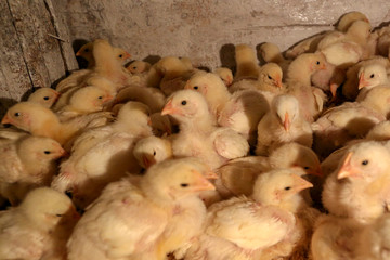 lot of chicks change plumage. home farm