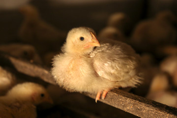 A chick looks around on a wooden stick. Household