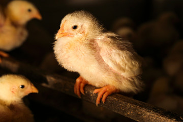 Chick close up on a wooden stick. Household