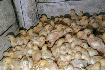 lots of little chicks in a box at the agricultural farm