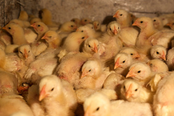 many chicks in the box. home farm