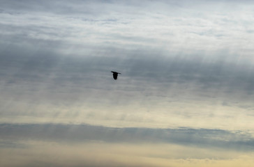 a crow under slanting rays of light