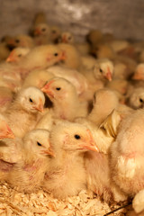 many chick. domestic farm