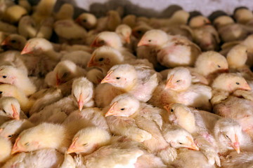 lots of little chicks at the agricultural farm