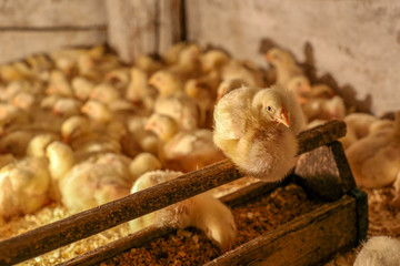 small chiсkы eating in a domestic farm