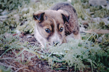 Little dog in the bushes watching