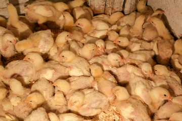 lot of little chickens in a farm 