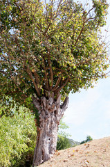 Fototapeta na wymiar old olive tree,Old Monastery Zhytomislik, Mostar, Bosnia and Herzegovina.