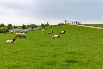 Fototapeta na wymiar Small herd of white sheeps on a dike at the north sea in germany