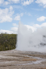 Old Faithful during eruption on a mid-May afternoon in Yellowstone National Park, Wyoming.