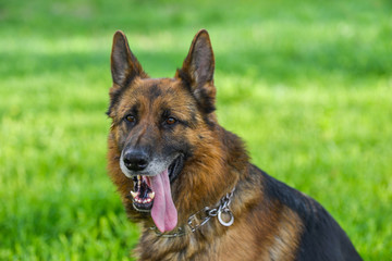 Portrait of german shepherd dog