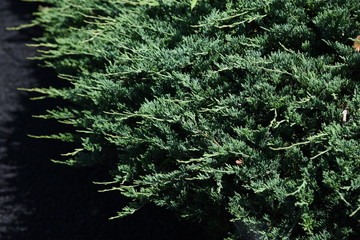 Juniperus procumbens (Creeping ceder) is a conifer of the cypress family.