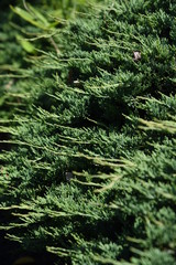 Juniperus procumbens (Creeping ceder) is a conifer of the cypress family.