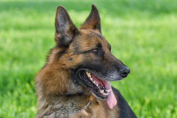 Portrait of german shepherd dog
