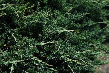 Juniperus procumbens (Creeping ceder) is a conifer of the cypress family.