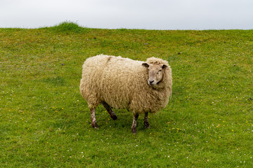 Single white sheep on a dike with green grass at the the north sea in germany