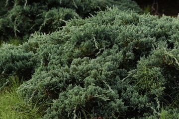 Juniperus procumbens (Creeping ceder) is a conifer of the cypress family.