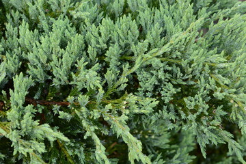 Juniperus procumbens (Creeping ceder) is a conifer of the cypress family.