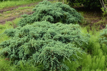 Juniperus procumbens (Creeping ceder) is a conifer of the cypress family.