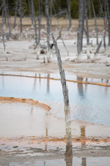 Atree bleached from the geothermal chemicals of a geyser pool of Yellowstone National Park, Wyoming. Taken on a mid-May afternoon.