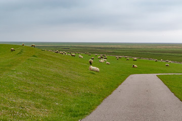 Big herd of white sheeps eating green grass on a dike 