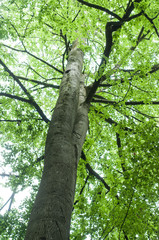Obraz premium closeup of big tree branches in the forest