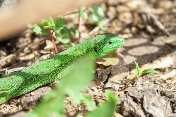 Naklejka na ściany i meble Beautiful little green lizard hiding from people at sunny day.