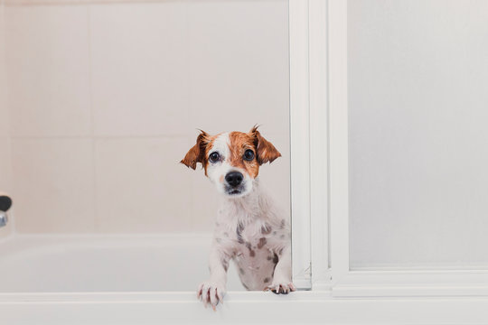 Cute Lovely Small Dog Wet In Bathtub. Young Woman Owner Getting Her Dog Clean At Home. White Background