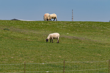 Fototapeta premium Small herd with three white sheeps on a dike with grass under blue sky in germany