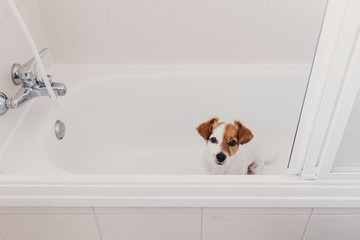 cute lovely small dog wet in bathtub. Young woman owner getting her dog clean at home. white background