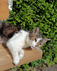 alte Katze auf der sonnenbank