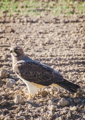 Hawk in a field