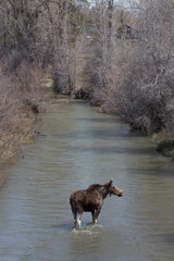 A female moose cools off in the Snake River on a mid-May afternoon. Taken in Grand Teton National Park, Wyoming near the visitor's center.